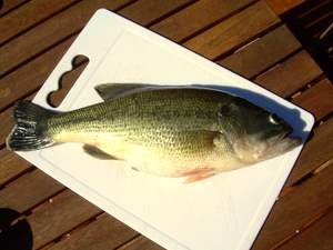 Black Bass pris dans le lac du Guadalhoce