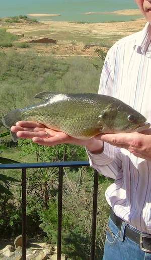 Black Bass pris dans le lac du Guadalhoce