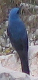 Blaumerle (Monticola solitarius)