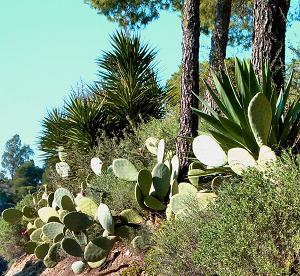 Mediterranean vegetation