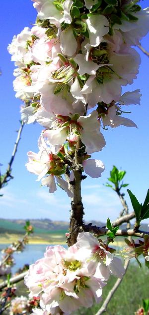 Blomstrende mandeltrer