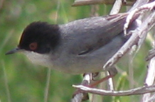 Sardinian Warbler (Sylvia melanocephala)