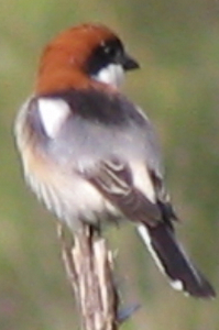 Woodchat Shrike (Lanius senator)