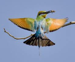 Bee-eater (Merops apiaster)