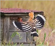 Hoopoe (Upupa epops)