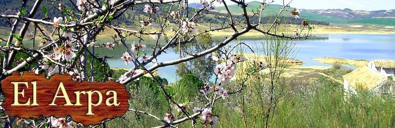 Trkfugle p sen foran vores finca - blomstrende mandeltrer - middelhavs-vegetation